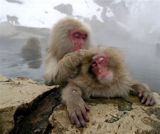 A Japanese macaque grooms another in a hot spring.